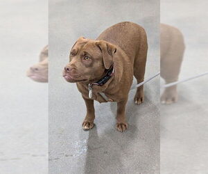 Labrador Retriever-Unknown Mix Dogs for adoption in Forestville, MD, USA