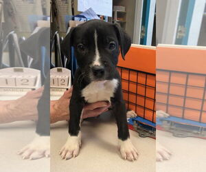 Border Collie-Unknown Mix Dogs for adoption in Amarillo, TX, USA