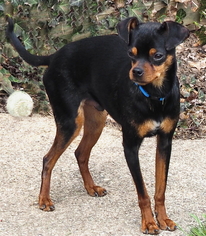 Miniature Pinscher Dogs for adoption in Stockport, OH, USA