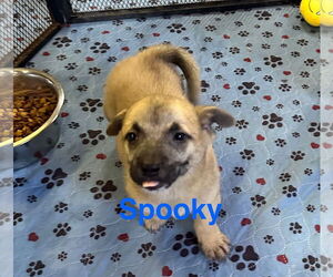 Mutt Dogs for adoption in Jackson Township, NJ, USA