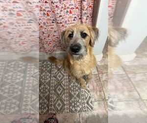 Boxador Dogs for adoption in Aurora, IN, USA