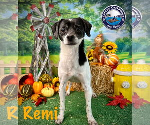 Shih Tzu-Unknown Mix Dogs for adoption in Arcadia, FL, USA