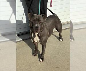 Staffordshire Bull Terrier Dogs for adoption in Louisville, KY, USA