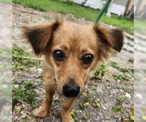 Dachshund-Unknown Mix Dogs for adoption in Canton, CT, USA