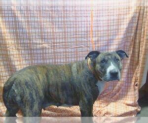 Bull Terrier-Unknown Mix Dogs for adoption in Sacramento, CA, USA