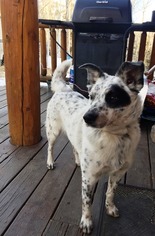 Medium Photo #1 Mutt Puppy For Sale in Aurora, CO, USA