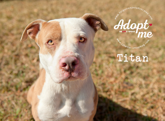 Bullboxer Pit Dogs for adoption in Pearland, TX, USA