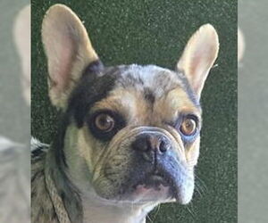 French Bulldog-Unknown Mix Dogs for adoption in Lake Forest, CA, USA
