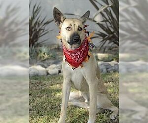 Australian Kelpie-Unknown Mix Dogs for adoption in Dana Point, CA, USA