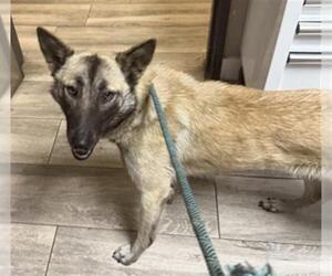 Mutt Dogs for adoption in Redlands, CA, USA