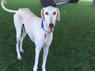 Saluki-Whippet Mix Dogs for adoption in Agoura Hills, CA, USA