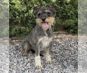 Mutt Dogs for adoption in Albuquerque, NM, USA