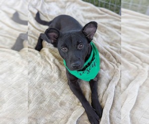 Labrador Retriever-Unknown Mix Dogs for adoption in El Centro, CA, USA