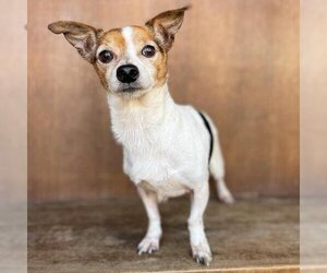 Rat Terrier Dogs for adoption in Fredericksburg, TX, USA