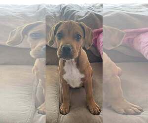 Pointer-Unknown Mix Dogs for adoption in pomfret, CT, USA