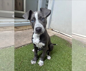Catahoula Leopard Dog-Unknown Mix Dogs for adoption in Lakewood, CO, USA