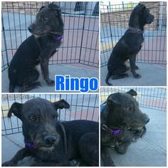 Chug Dogs for adoption in Moreno Valley, CA, USA