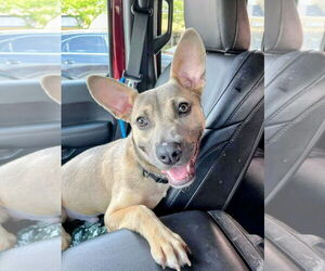 Carolina Dog-Unknown Mix Dogs for adoption in Rockaway, NJ, USA