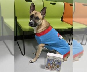 German Shepherd Dog-Unknown Mix Dogs for adoption in Temple, TX, USA