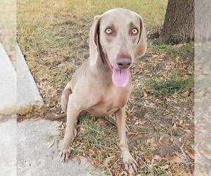 Weimaraner Dogs for adoption in San Antonio, TX, USA