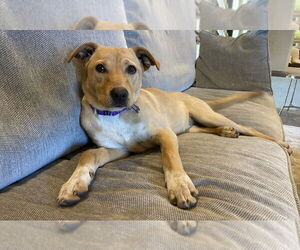 Labrador Retriever-Unknown Mix Dogs for adoption in Boston, MA, USA