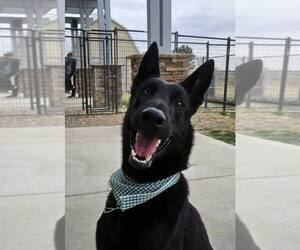 Mutt Dogs for adoption in Imlay City, MI, USA