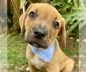 American Staffordshire Terrier-Boxer Mix Dogs for adoption in San Juan Capistrano, CA, USA