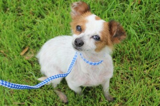 Chion Dogs for adoption in Missouri City, TX, USA