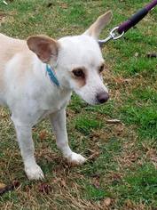 Medium Photo #1 Pembroke Welsh Corgi-Unknown Mix Puppy For Sale in Wylie, TX, USA