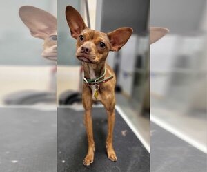 Chihuahua-Unknown Mix Dogs for adoption in Sandy, UT, USA
