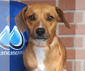 Mutt Dogs for adoption in Carrollton, TX, USA
