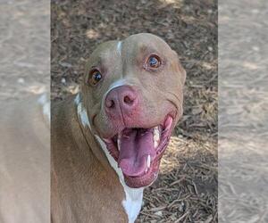 Mutt Dogs for adoption in Plano, TX, USA