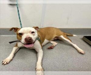 American Pit Bull Terrier Dogs for adoption in Rancho Cucamonga, CA, USA