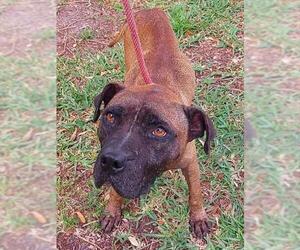 American Staffordshire Terrier-Unknown Mix Dogs for adoption in Fort Lauderdale, FL, USA