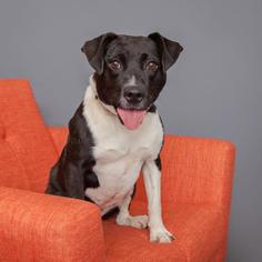 American Pit Bull Terrier Dogs for adoption in Mission Hills, CA, USA