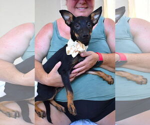 Mutt Dogs for adoption in McKinney, TX, USA