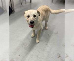 Mutt Dogs for adoption in Waco, TX, USA