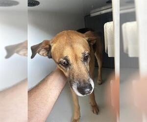 German Shepherd Dog-Unknown Mix Dogs for adoption in Houston, TX, USA