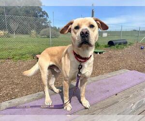 American Pit Bull Terrier-Labrador Retriever Mix Dogs for adoption in McKinleyville, CA, USA