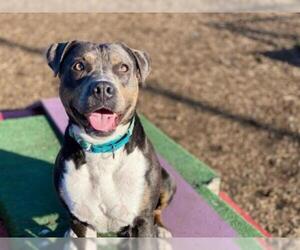 Staffordshire Bull Terrier Dogs for adoption in McKinleyville, CA, USA