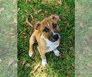 Bullboxer Pit Dogs for adoption in Fayetteville, GA, USA