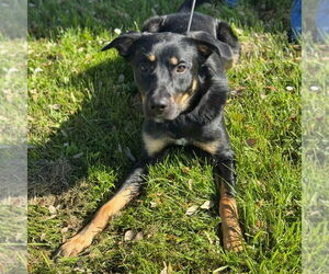 Border Collie-Unknown Mix Dogs for adoption in Rohnert Park, CA, USA