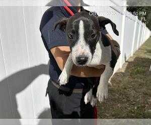 Labrador Retriever-Unknown Mix Dogs for adoption in Ocala, FL, USA