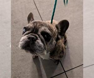 French Bulldog Dogs for adoption in Orange, CA, USA
