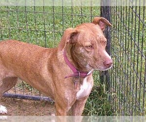 Mountain Cur Dogs for adoption in Osgood, IN, USA