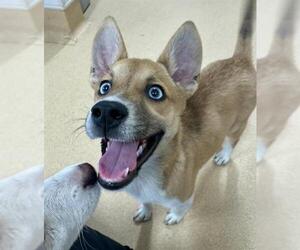 Mutt Dogs for adoption in Placerville, CA, USA