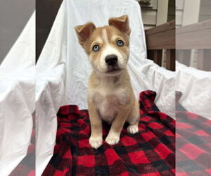 Siberian Husky-Unknown Mix Dogs for adoption in Gretna, NE, USA