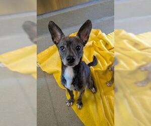 Mutt Dogs for adoption in San Martin, CA, USA