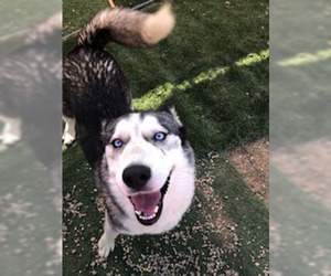 Alaskan Husky Dogs for adoption in Ventura, CA, USA