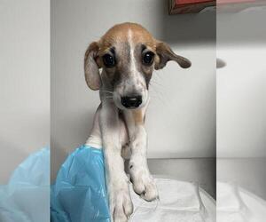 Chihuahua Dogs for adoption in Bakersfield, CA, USA